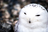 Snowy Owl