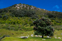 Pohutukawa on Mt. Maunganui