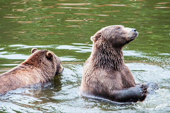 Coastal Brown Bear