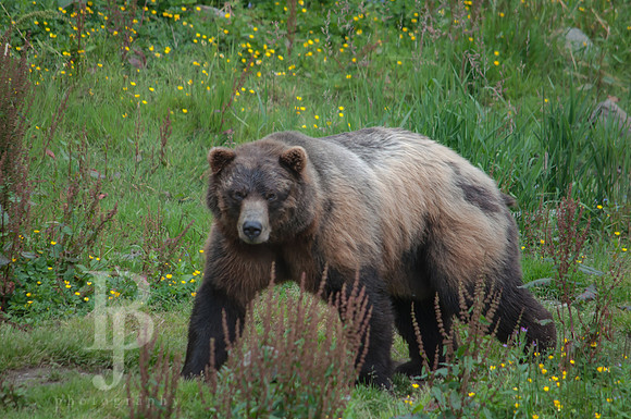Coastal Brown Bear
