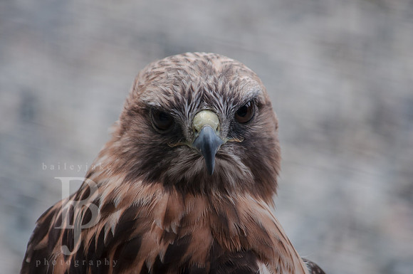 Falcon