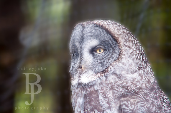 Great Gray Owl