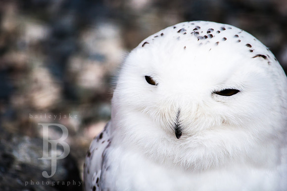 Snowy Owl