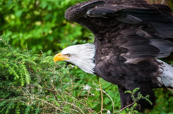 Bald Eagle