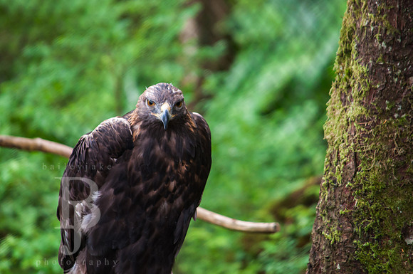 Golden Eagle