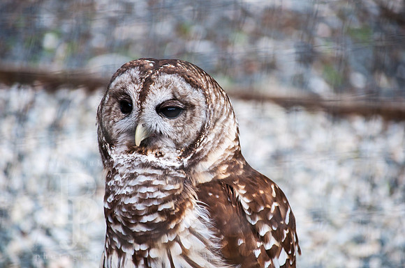 Barred Owl