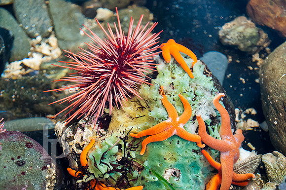 Touch Tank