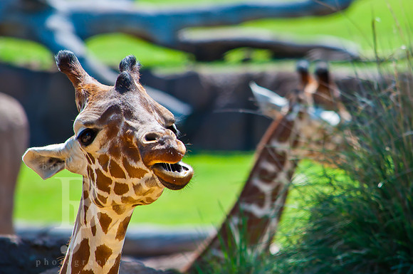 Reticulated Giraffe - Dallas Zoo - Dallas, Texas