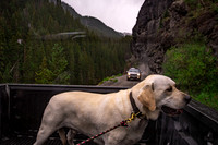 Buddy at Yankee Boy Basin - Ouray, Colorado