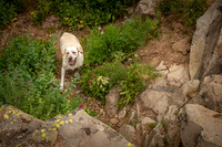 Buddy at Yankee Boy Basin - Ouray, Colorado